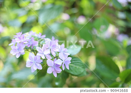 Glitter hydrangea 90941688