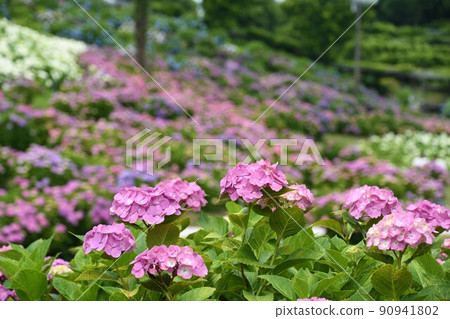 風早之裡繡球花節 風早之裡繡球花節 90941802