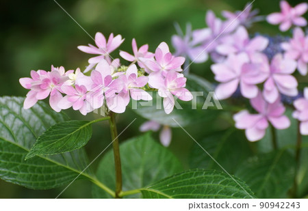 Hydrangea in Takasu Tsuribashi Park Hydrangea in Takasu Tsuribashi Park 90942243