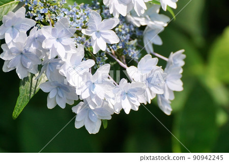 Hydrangea in Takasu Tsuribashi Park Hydrangea in Takasu Tsuribashi Park 90942245