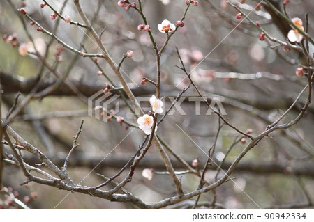 Plum blossom Plum blossom 90942334