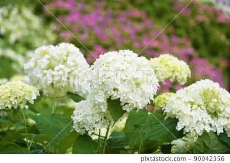 Kazahaya no Sato Hydrangea Festival Kazahaya no Sato Hydrangea Festival 90942356