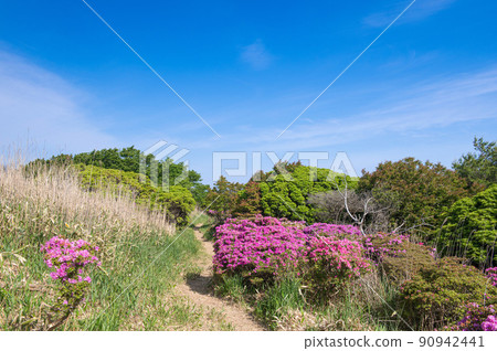 萬年山登山，垂直跑道上盛開的三山霧島 90942441