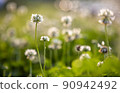 White clover that shines brightly in the setting sun 90942492