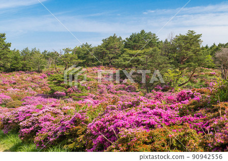 Mannenyama / Miyama Kirishima殖民地(Ohanabatake) Mannenyama / Miyama Kirishima殖民地(Ohanabatake) 90942556