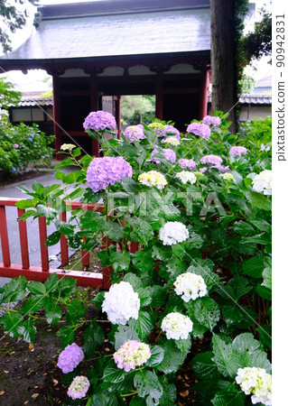 川越市千場東照宮盛開的繡球花 川越市千場東照宮盛開的繡球花 90942831
