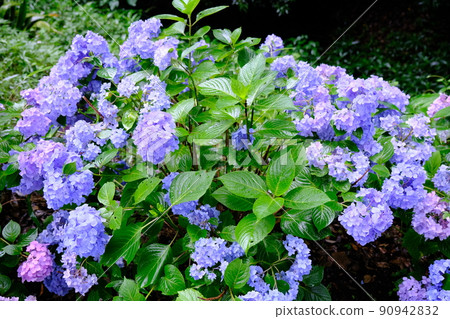 川越市千場東照宮盛開的繡球花 90942832