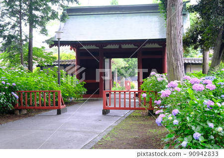 川越市千場東照宮盛開的繡球花 川越市千場東照宮盛開的繡球花 90942833