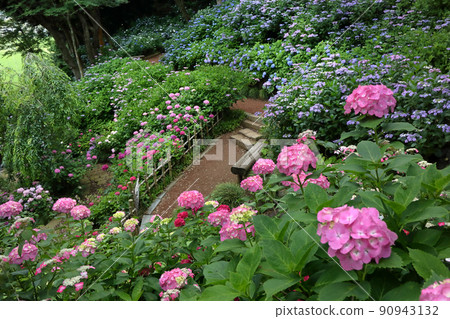 Romantic Ibaraki (I can't see such a vivid hydrangea forest so much.) Itako City, Nihonmatsuji Temple 90943132