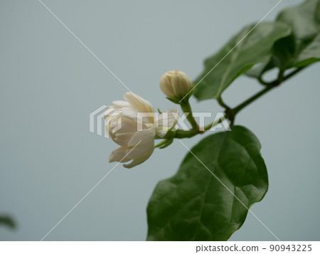 茉莉花 90943225