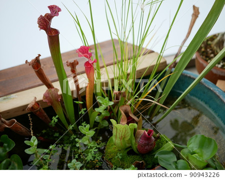 Biotope carnivorous plant 90943226
