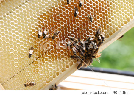 Honeycomb frame, comb with honey and bees 90943663