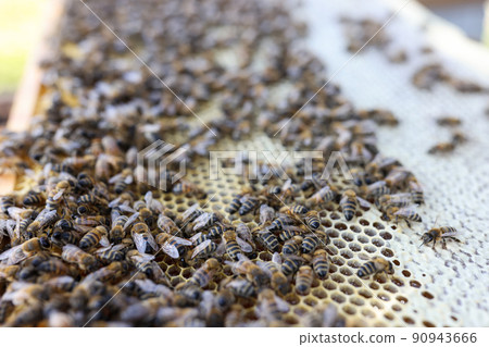 Frame with honey and bees, comb frame with bee family 90943666