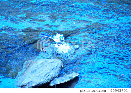 Colorful white wagtail, white wagtail, wild bird, natural scenery (registered in June 2022) 90943791