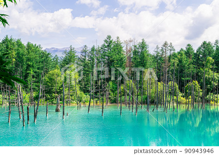 藍藍的天空白云初夏北海道美瑛的藍色池塘 90943946