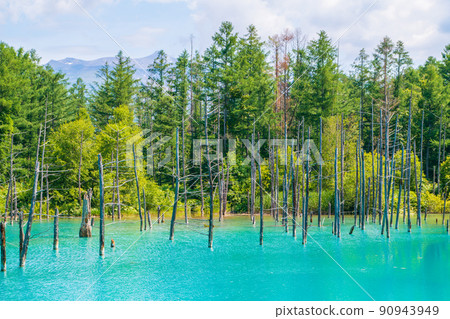 藍藍的天空白云初夏北海道美瑛的藍色池塘 90943949
