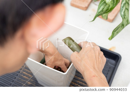 老人在花盆中重新種植觀葉植物白鷺枝 90944033