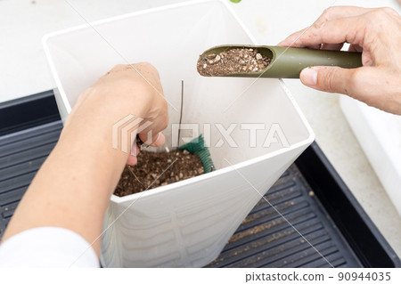 老人在花盆中重新種植觀葉植物白鷺枝 90944035