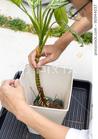 老人在花盆中重新種植觀葉植物白鷺枝 90944037
