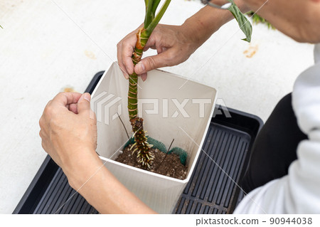 老人在花盆中重新種植觀葉植物白鷺枝 90944038
