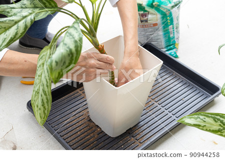 Senior man replanting foliage plant Spathiphyllum branches in flowerpots 90944258