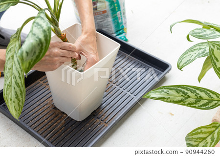老人在花盆中重新種植觀葉植物白鷺枝 90944260