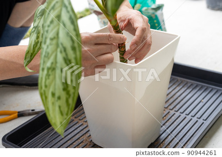 老人在花盆中重新種植觀葉植物白鷺枝 90944261