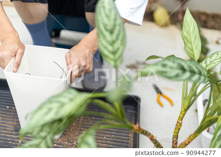 老人在花盆中重新種植觀葉植物白鷺枝 90944277