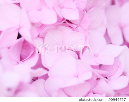 Pink hydrangea 90944737