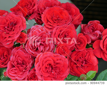 Many red roses are in bloom 90944739