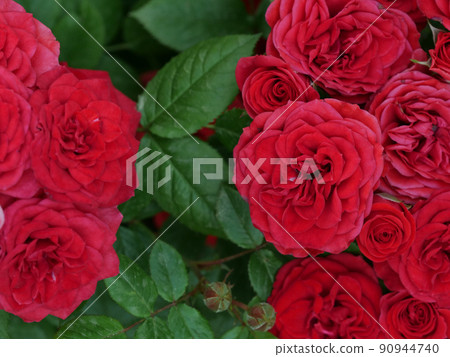 Red rose flower separated to the left and right 90944740