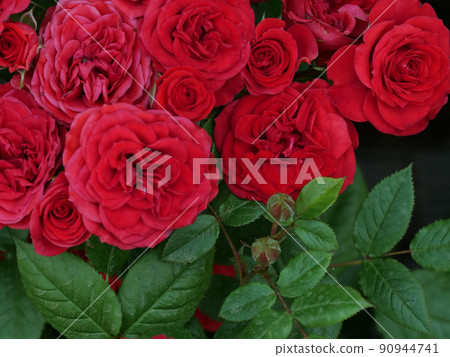 Many red roses are in bloom 90944741
