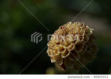 Dahlia Dahlia 90945031