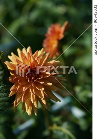 Dahlia Dahlia 90945032