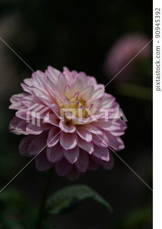 Dahlia Dahlia 90945392