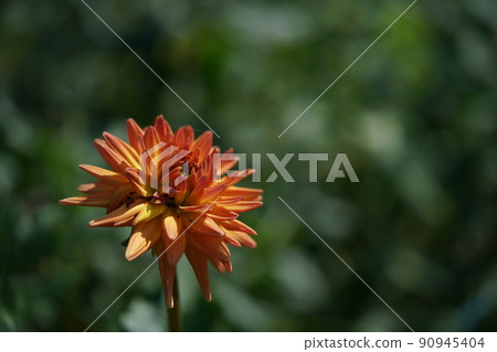 Dahlia Dahlia 90945404