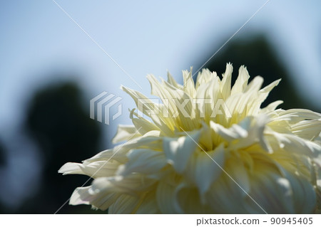Dahlia Dahlia 90945405