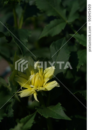 大麗花 大麗花 90945409