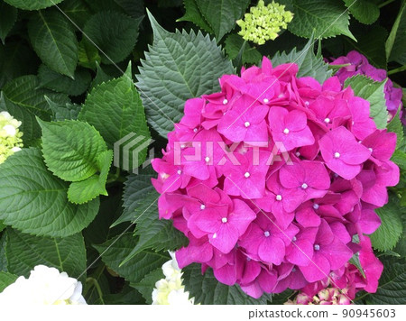 hydrangea   90945603