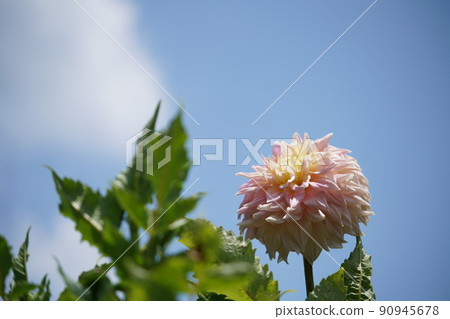 大麗花 90945678