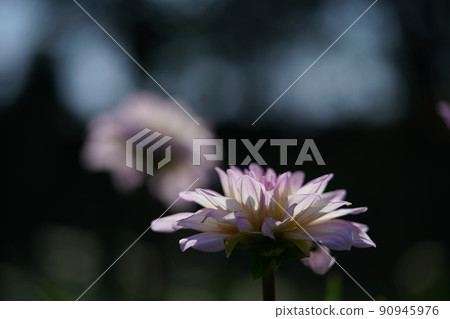 Dahlia Dahlia 90945976