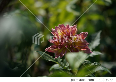 Dahlia Dahlia 90945978