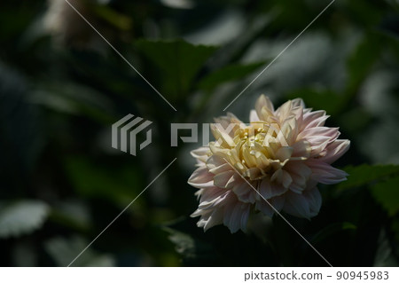 Dahlia Dahlia 90945983