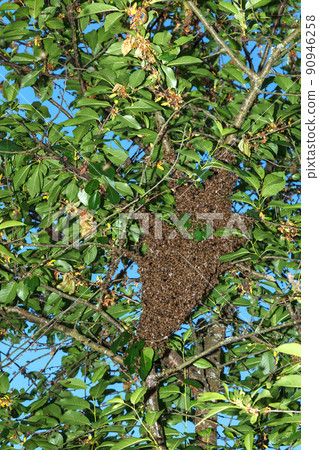 A huge cluster of bees outside the nest inside a large cherry tree A huge cluster of bees outside the nest inside a large cherry tree 90946258