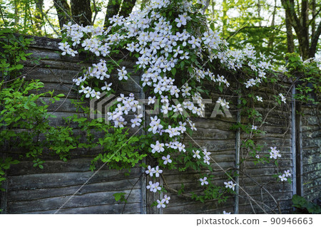 Clematis "Montana" that makes many flowers bloom Clematis "Montana" that makes many flowers bloom 90946663