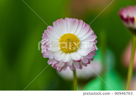 Russia. Kronstadt. May 27, 2022. A daisy flower in a city flower bed. Russia. Kronstadt. May 27, 2022. A daisy flower in a city flower bed. 90946763