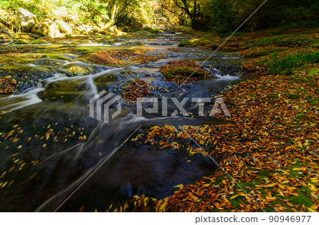 Kikuchi Gorge "Autumn leaves scenery" Upstream of the valley, water flow and deciduous scenery Kikuchi Gorge "Autumn leaves scenery" Upstream of the valley, water flow and deciduous scenery 90946977