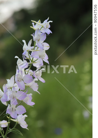 White to lilac Consolida flowers blooming in Japanese parks in spring 90947556