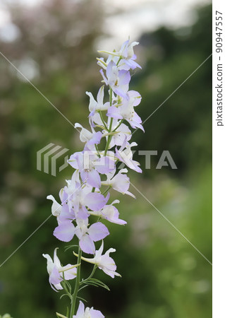 White to lilac Consolida flowers blooming in Japanese parks in spring 90947557