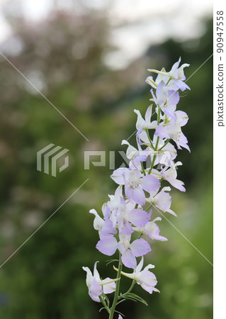 White to lilac Consolida flowers blooming in Japanese parks in spring 90947558